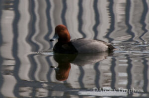 Red Head Duck