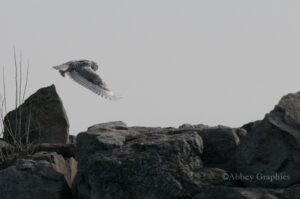 Snowy Owl in Flight