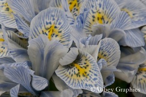 Dwarf Iris