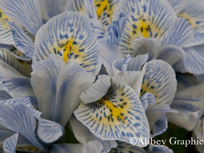 Dwarf Iris