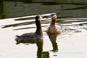 A Cournting Pair of Red-Necked Grebes