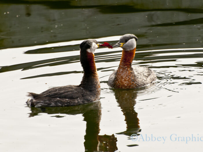 A Cournting Pair of Red-Necked Grebes