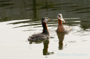 Red-Necked Grebe Couple