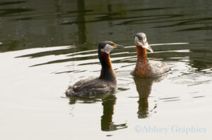 Red-Necked Grebe Couple