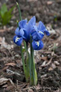 Rock Garden Iris