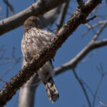 Juvenile Cooper's Hawk