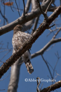 Juvenile Cooper's Hawk