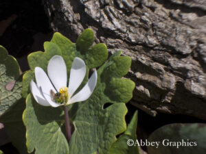 Blood Root with Green Metallic Sweat Bee