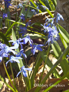 Blue Scilla-Scilla Siberia