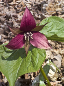 Red Trillium