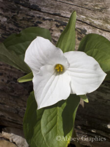 White Trillium