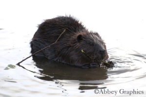 Beaver