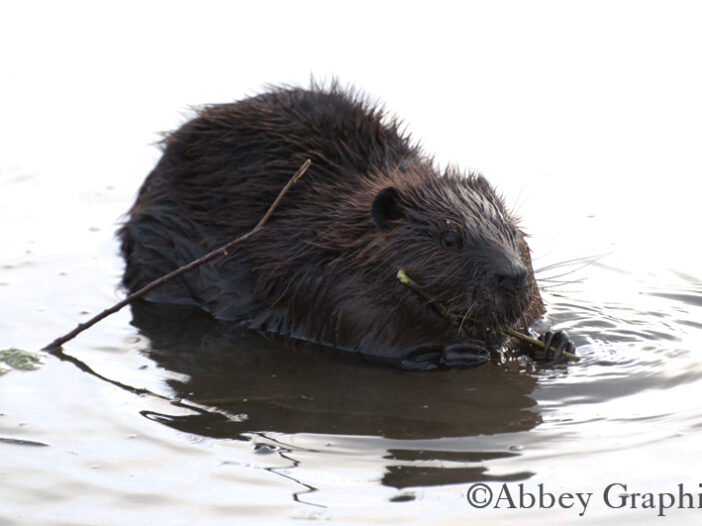 Beaver