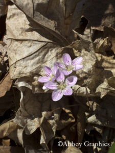 Spring Beauty