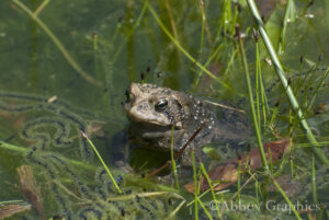 Eastern American Toad