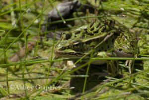 Green Frog