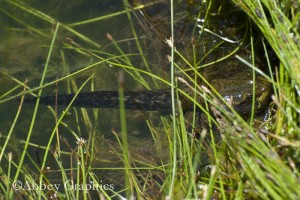 Green Frog Tadpole