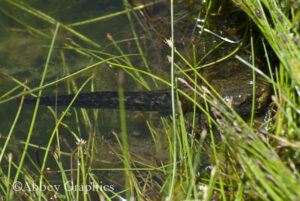 Green Frog Tadpole