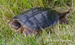 Snapping Turtle