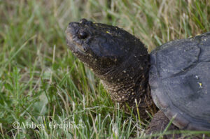 Snapping Turtle Closeup