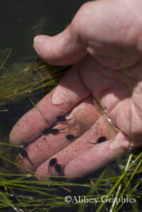 Green Frog Tadpoles