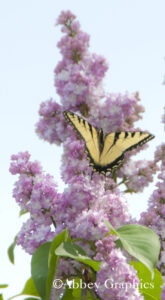 Tiger Swallowtail on a Pink Lilac