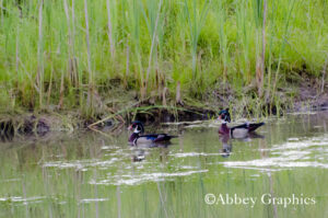 Two Male Wood Ducks