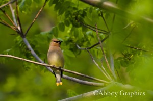 Young Cedar Waxwing