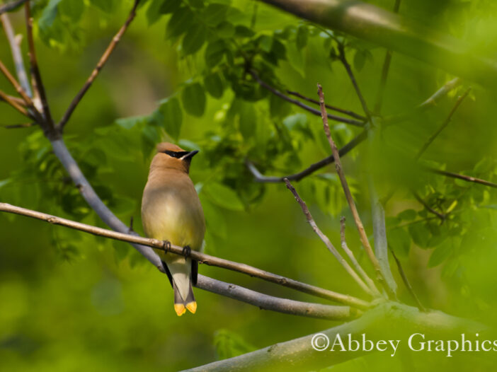 Young Cedar Waxwing