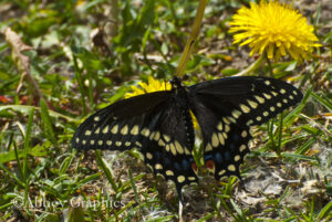 Eastern Black Swallowtail (Gaint Swallowtail)