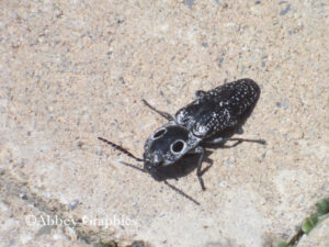 Eastern Eyed Click Beetle