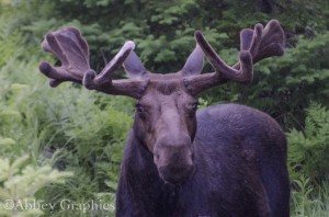 Bull Moose