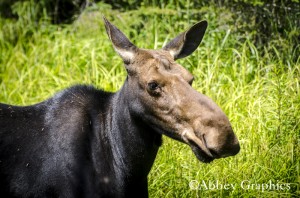 Young Moose