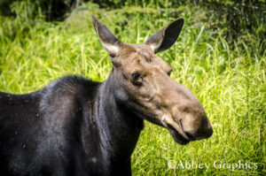 Young Moose