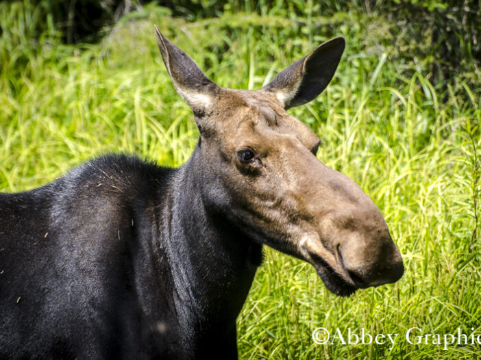 Young Moose