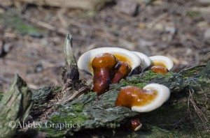 Lacquered Bracket Fungus