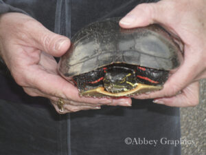 Painted Turtle