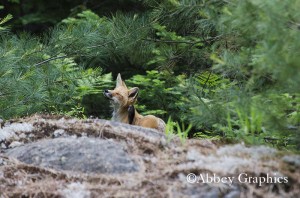 Red Fox