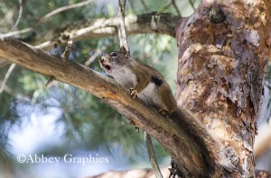 Chirping Red Squirrel