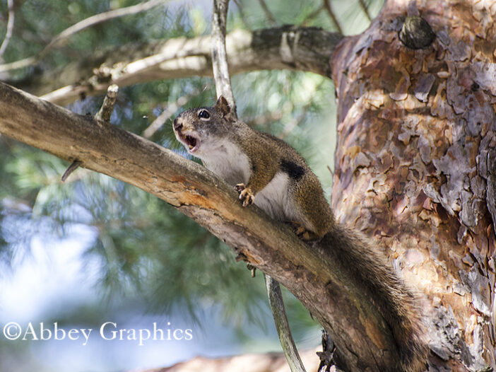 Chirping Red Squirrel