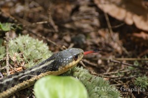 Snake on the path