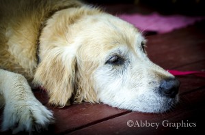 Tired Golden