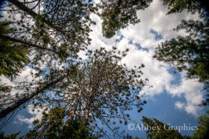 Trees So High