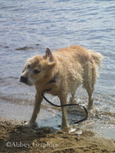 Our Golden Bronte