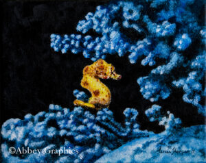 "Jewel of the Coral Reef" - portrait of a Pygmy Seahorse