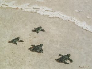 "The Journey Begins" - Four baby sea turtles heading to the wide open ocean