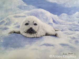 "The Wandering Pup" - Portrait of a Baby Fur Seal