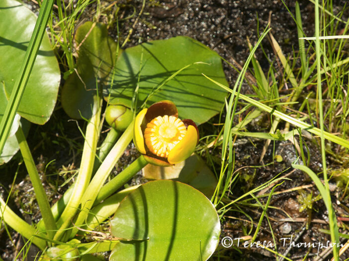 Bull Head Lilly