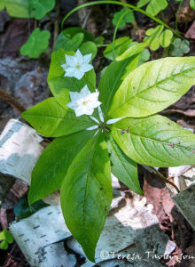 Starflower